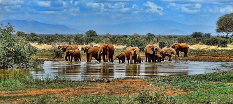 3 Days 2 night Nyerere NP, Game Drive, Boat & Walking Safari - Introduction: An Authentic Tanzanian Safari Experience
