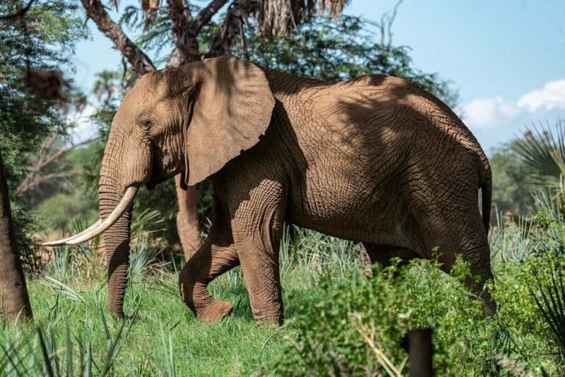 3 Days 2 night Nyerere NP, Game Drive, Boat & Walking Safari - Value for Money