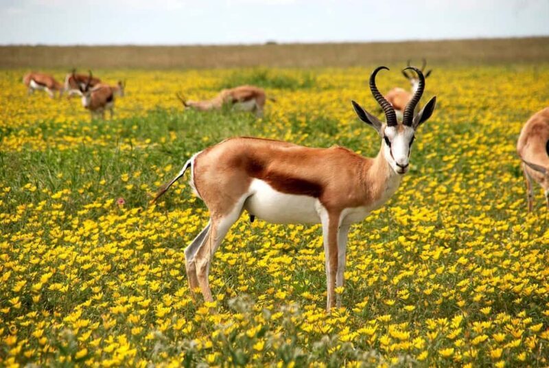3 Days 2 night Nyerere NP, Game Drive, Boat & Walking Safari - Who Would Enjoy This Tour?