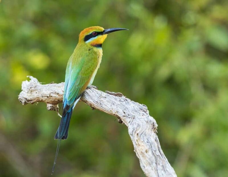 3 Days 2 night Nyerere NP, Game Drive, Boat & Walking Safari - The Sum Up: Is This Safari Right for You?