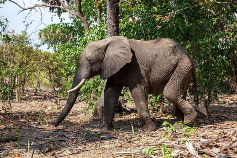 3 Days 2 night Nyerere NP, Game Drive, Boat & Walking Safari - FAQ