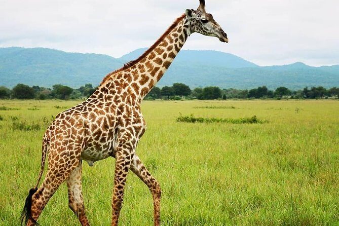 3 Days 2 Nights Adventures At Mikumi National Park - Key Points