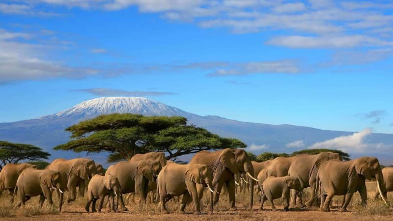 3 Days 2 Nights Amboseli National Park Tour - Transportation, Guides, and Group Size
