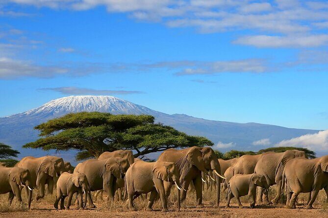 3 Days 2 Nights Amboseli National Park Tour - Introduction: An Authentic Kenyan Safari Experience