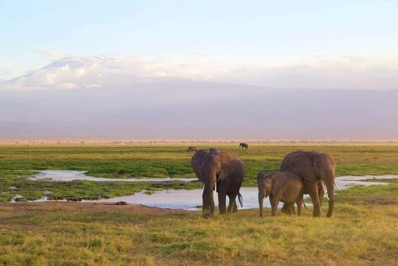 3 Days, 2 Nights Amboseli Private Budget Safari - Key Points