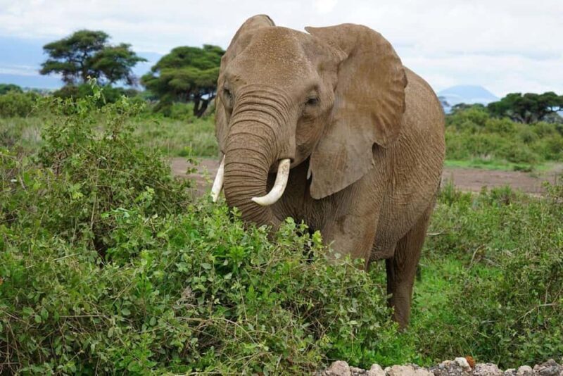 3 Days, 2 Nights Amboseli Private Budget Safari - A Detailed Look at the Safari Experience