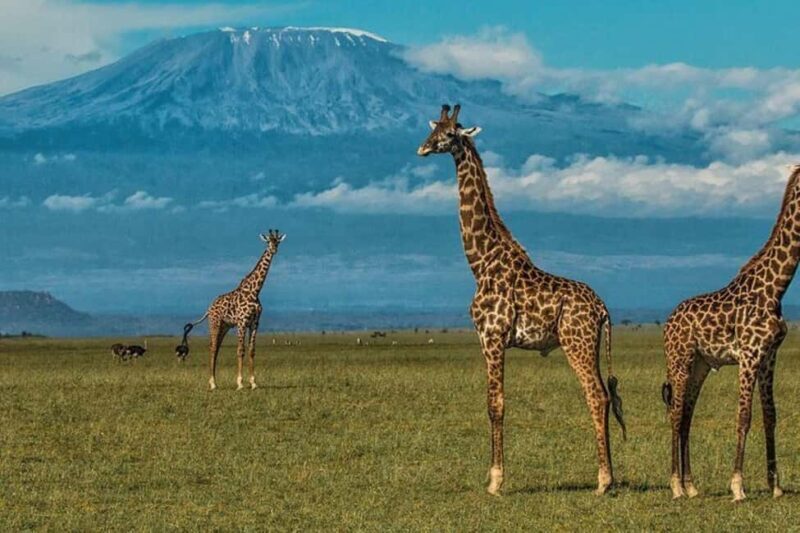 3 Days, 2 Nights Amboseli Private Budget Safari - Final Thoughts: Is This Safari Right for You?