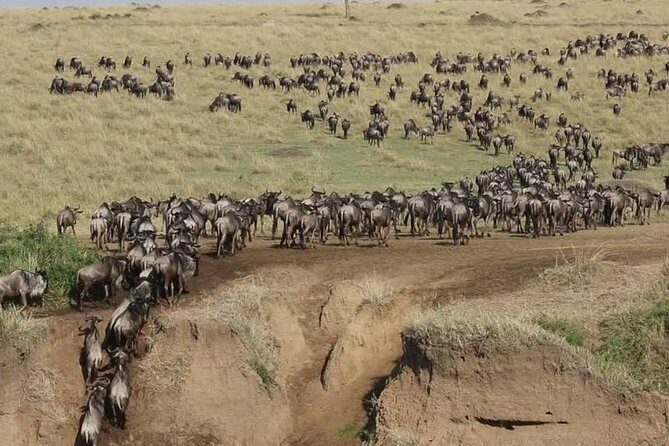 3 days 2 nights budget group safari to Maasai Mara National Reserve - Key Points