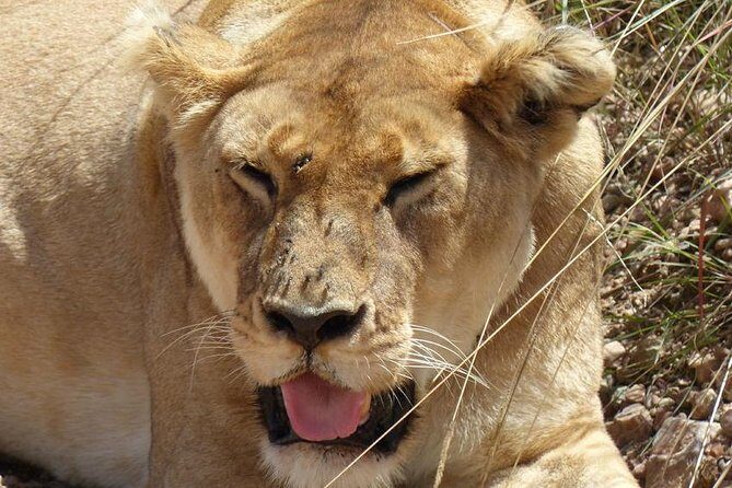 3 days 2 nights budget group safari to Maasai Mara National Reserve - What the Included & Not Included Means for You