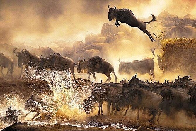 3 days 2 nights budget group safari to Maasai Mara National Reserve - Practical Tips & Considerations