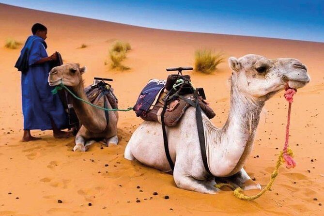 3 Days 2 Nights From Errachidia to Merzouga Desert - Detailed Review of the 3-Day Merzouga Desert Tour
