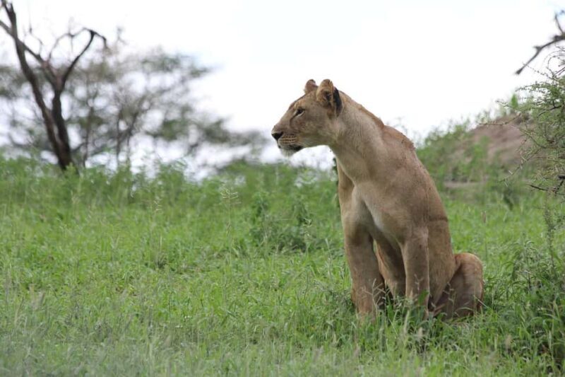 3-days 2-nights from Zanzibar to Mikumi NP & Visit Massai - Key Points