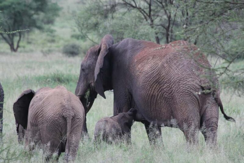 3-days 2-nights from Zanzibar to Mikumi NP & Visit Massai - Authentic Experiences and Insider Tips