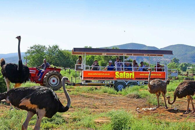 3 Days 2 Nights Garden Route Private Tour from Cape Town - Who Is This Tour Best For?  