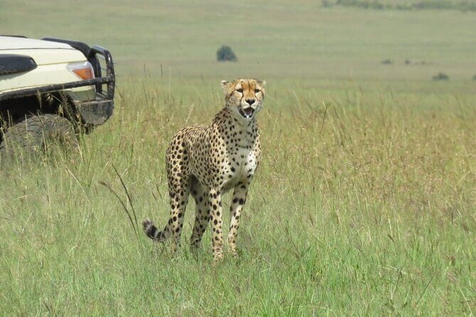 3 Days 2 nights Group joining Midrange Safari Tour in Masai maraa - The Itinerary: What to Expect Day-by-Day