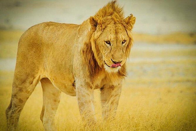 3 Days 2 Nights Group Joining Serengeti and Ngorogoro Safari - What This Safari Offers