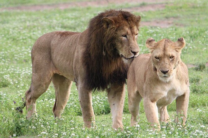 3 Days 2 Nights Group Joining Serengeti and Ngorogoro Safari - Things to Consider