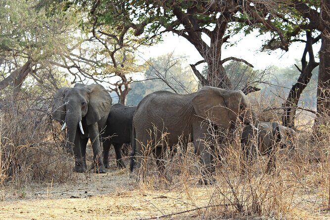 3 Days 2 Nights Group Joining Serengeti and Ngorogoro Safari - FAQ
