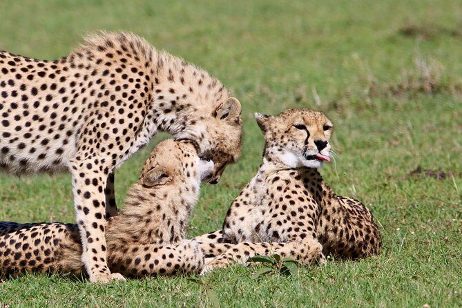 3 Days 2 Nights in Maasai Mara via The Great Rift Valley - The Sum Up