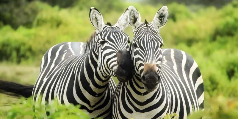 3-Days 2-nights Lions Safari Mikumi National Park - Key Points