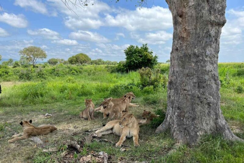 3-Days 2-nights Lions Safari Mikumi National Park - What Makes This Safari Stand Out?