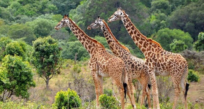 3-Days 2-nights Lions Safari Mikumi National Park - FAQ