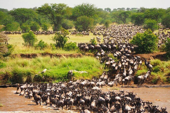 3 Days 2 Nights Maasai Mara Group Safari by 4WD From Nairobi - Key Points  