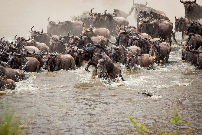 3 Days 2 Nights Maasai Mara Group Safari by 4WD From Nairobi - An In-Depth Look at the Tour Experience