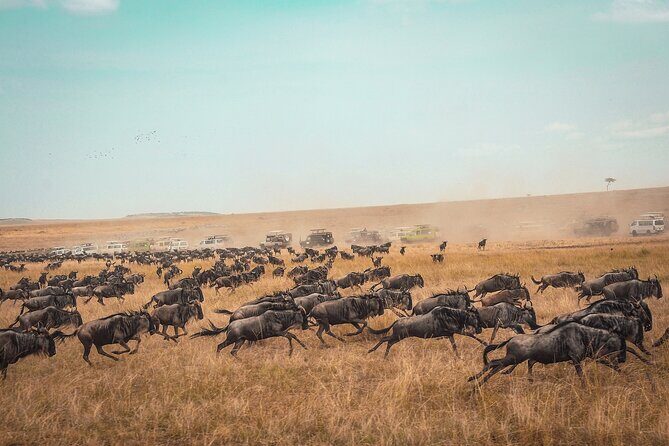 3 Days 2 Nights Maasai Mara Guided Safari Tour - Who Is This Tour Best For?
