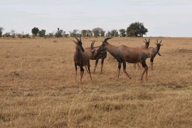 3 Days 2 Nights Maasai Mara Guided Safari Tour - FAQ