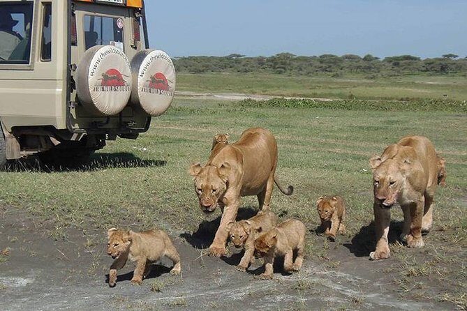 3 days 2 nights Masai Mara Budget safari from Nairobi - An In-Depth Look at the Safari Experience