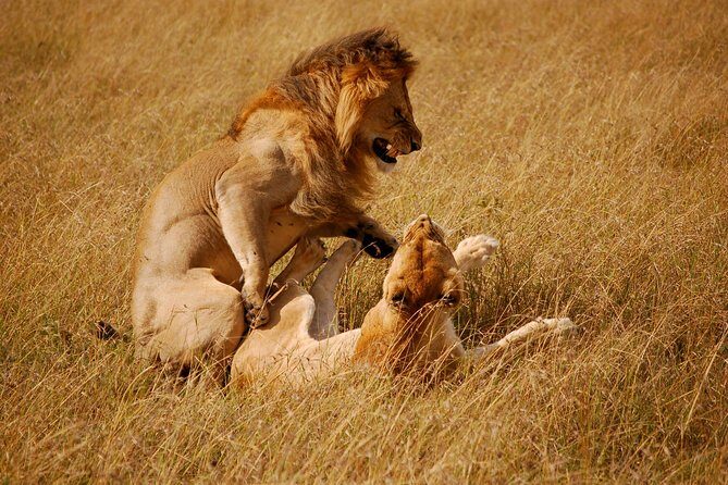 3 Days 2 Nights Masai Mara Joining Safari From Nairobi - The Pros & Cons in Perspective  