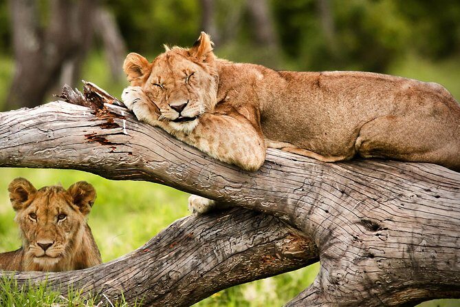 3 Days 2 Nights Masai Mara Joining Safari From Nairobi - Who is This Tour Best For?  