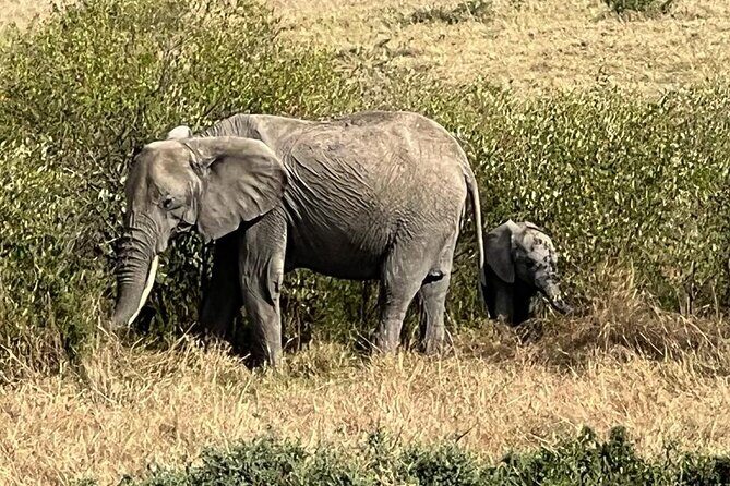 3 Days, 2 Nights Masai Mara Road Package - An Authentic Masai Mara Experience in Just Three Days