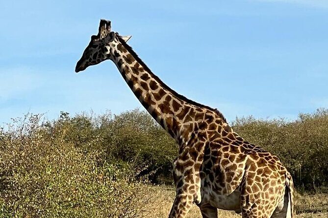 3 Days, 2 Nights Masai Mara Road Package - Who Should Consider This Tour?
