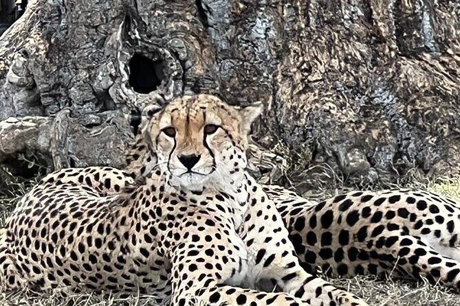 3 Days, 2 Nights Masai Mara Road Package - FAQs