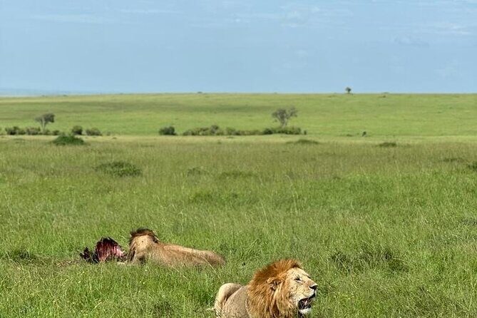 3 Days 2 Nights Masai Mara Road Transport Safari - Full Day of Wildlife Encounters: Day 2