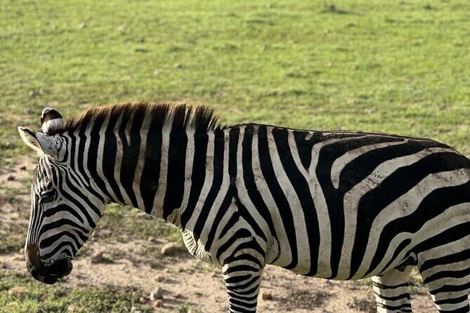 3 Days 2 Nights Masai Mara Road Transport Safari - How the Tour Delivers Value