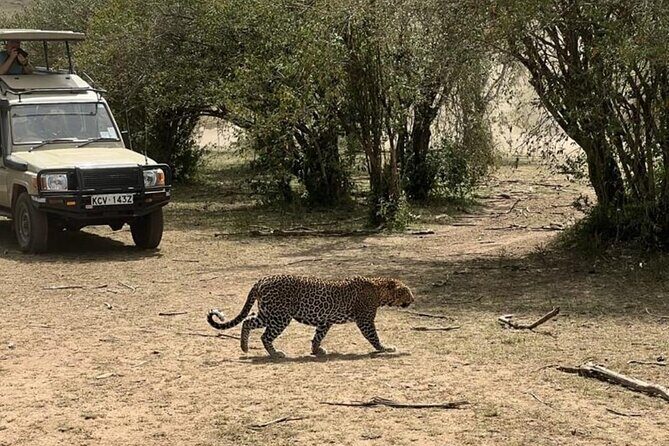 3 Days 2 Nights Masai Mara Road Transport Safari - What Could Be Better?