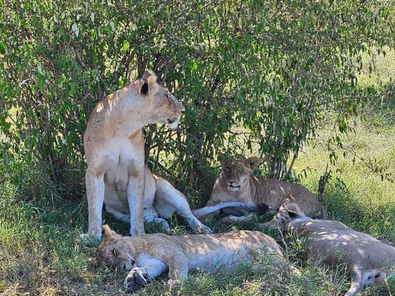 3 Days 2 Nights Masai Mara Safari - Key Points