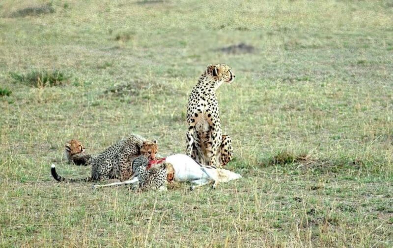 3 Days 2 Nights Masai Mara Safari - Final Thoughts