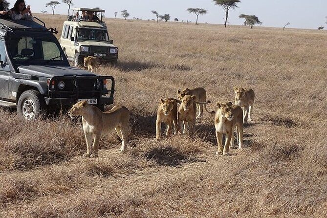 3 Days, 2 nights Masai Mara Small Group Safari -4 x 4 jeep - Introduction: A Close-Up Look at the 3-Day Maasai Mara Safari