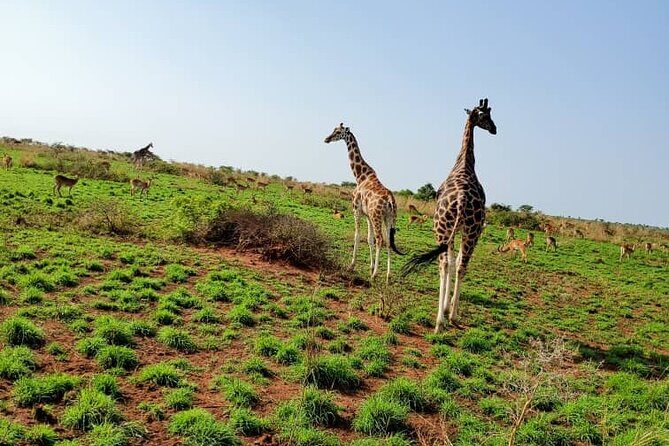 3 Days 2 Nights, Murchison Falls And Wildlife Safari - What’s Included & What’s Not