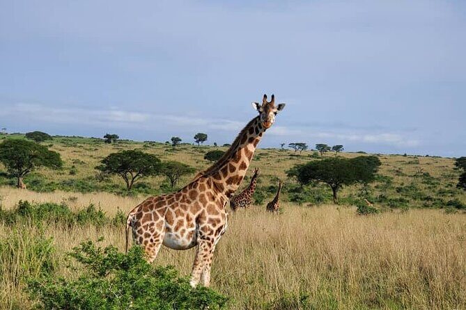 3 Days 2 Nights, Murchison Falls And Wildlife Safari - Scenic Highlights & Unique Experiences
