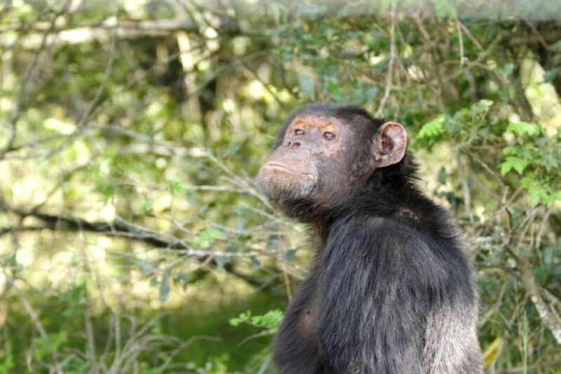 3 Days 2 nights Ol Pejeta Conservancy Safari - Key Points  