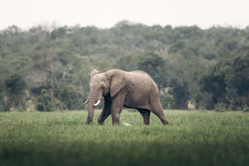 3 Days 2 nights Ol Pejeta Conservancy Safari - Introduction to Ol Pejeta Conservancy  