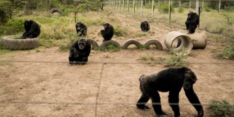 3 Days 2 nights Ol Pejeta Conservancy Safari - Day 2: Deep Dive into Wildlife and Conservation  