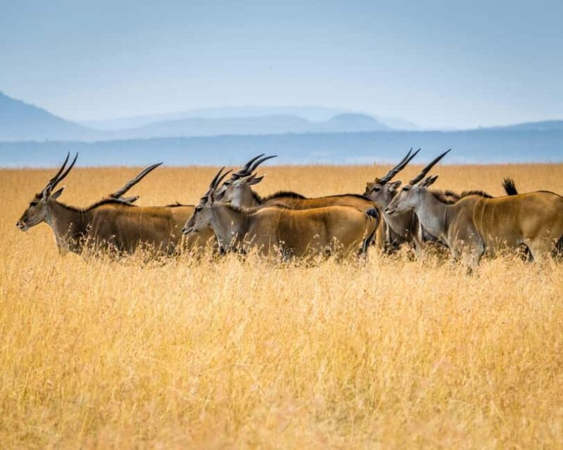 3 Days 2 Nights private flying Luxury Safari to Amboseli - Introduction