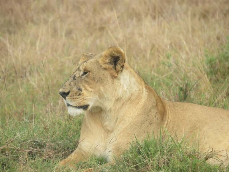 3 Days 2 Nights private flying Luxury Safari to Amboseli - Key Points