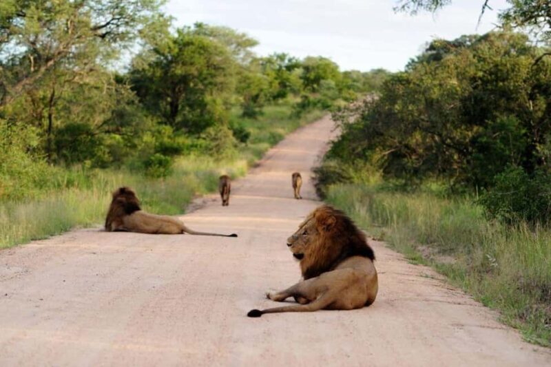 3 Days 2 Nights private flying Luxury Safari to Amboseli - The Cost and What You’re Getting